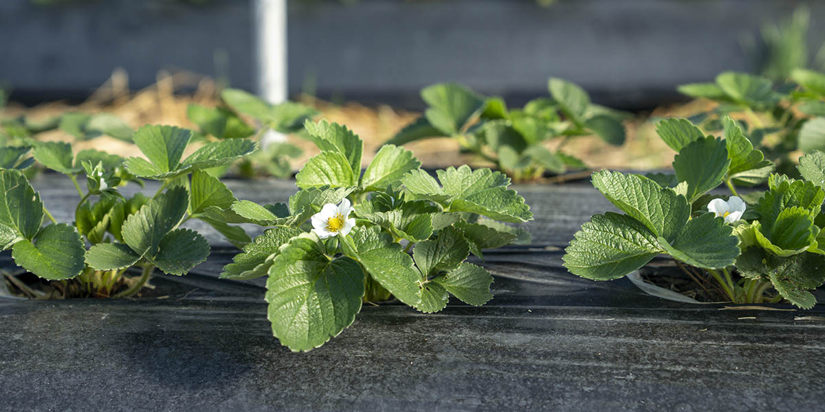 Le varietà di fragola NSG si fanno strada al Sud Italia